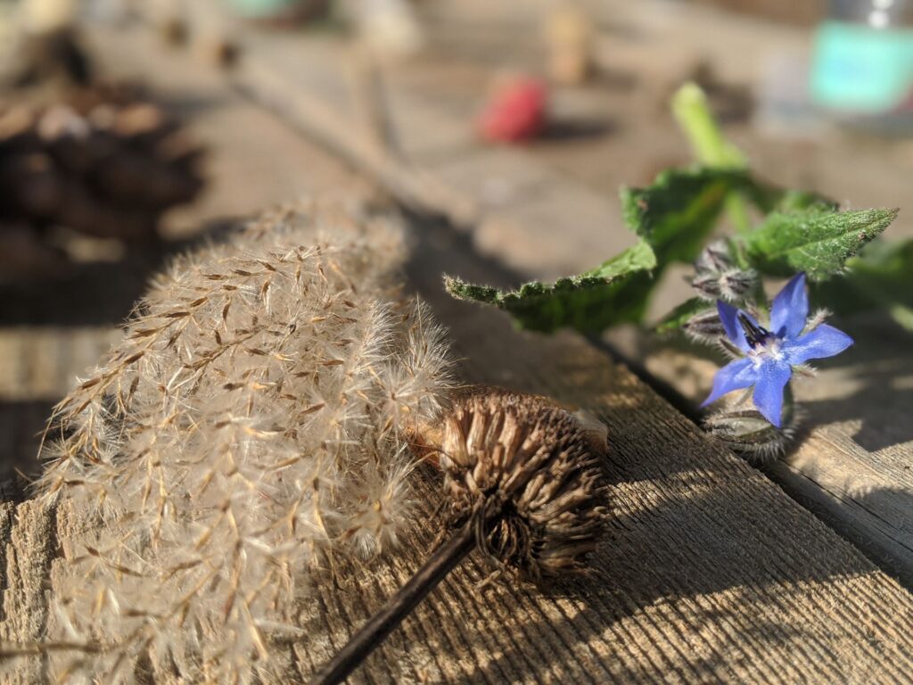 seed display