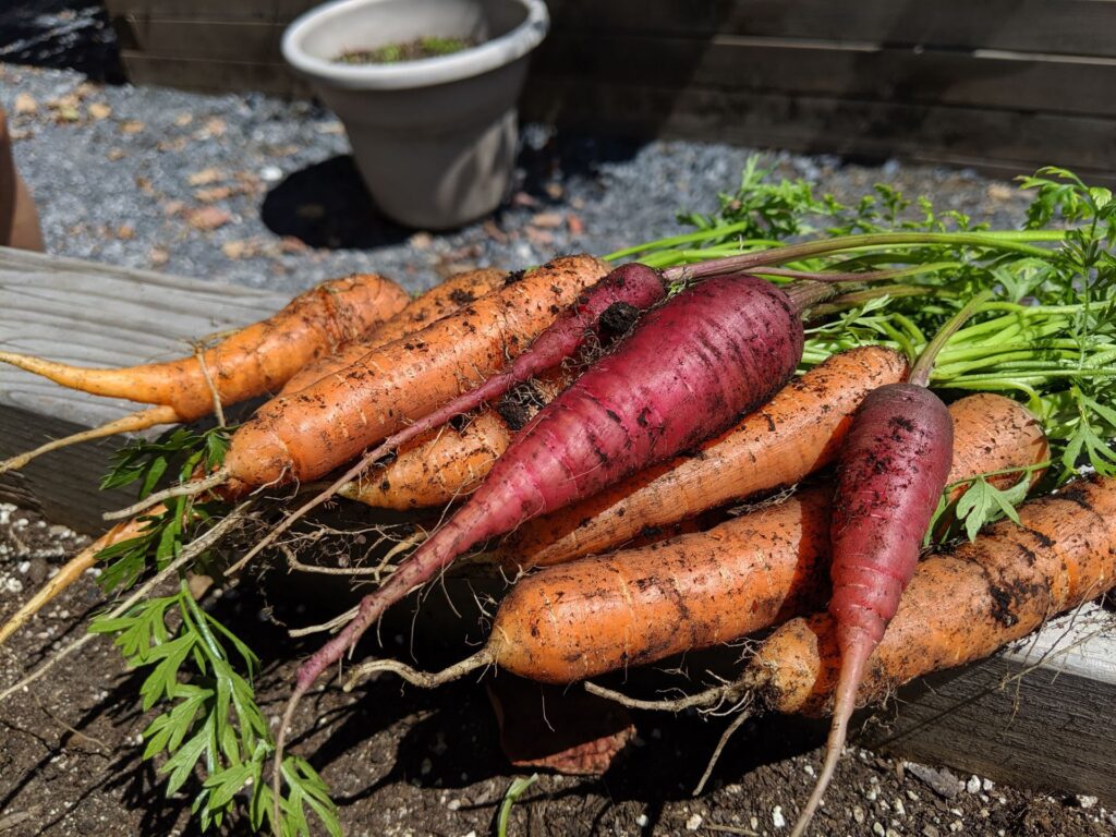 harvested carrots