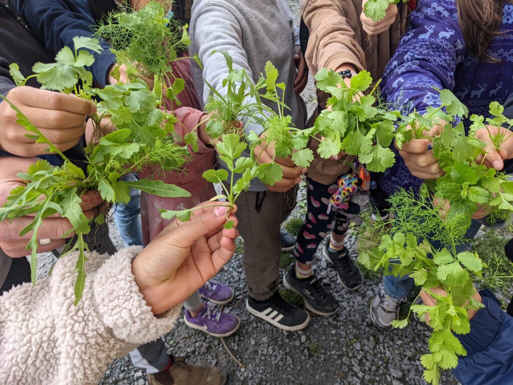 harvesting cilantro