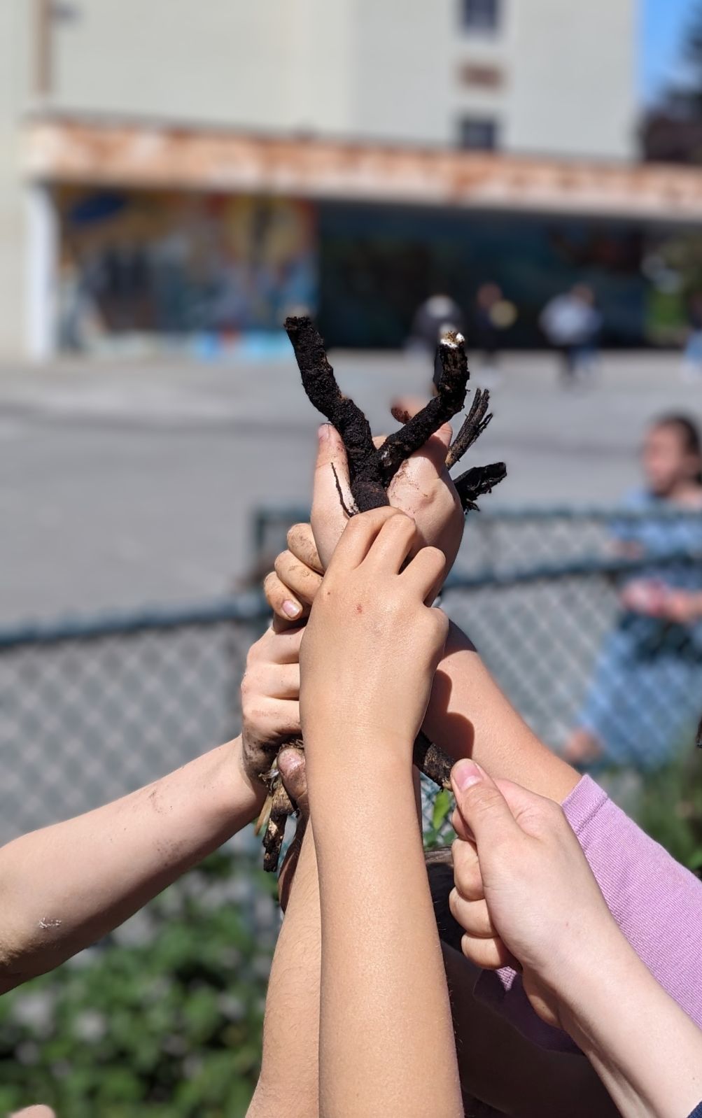 Children holding fennel that was pulled out of the ground from the school gardens.