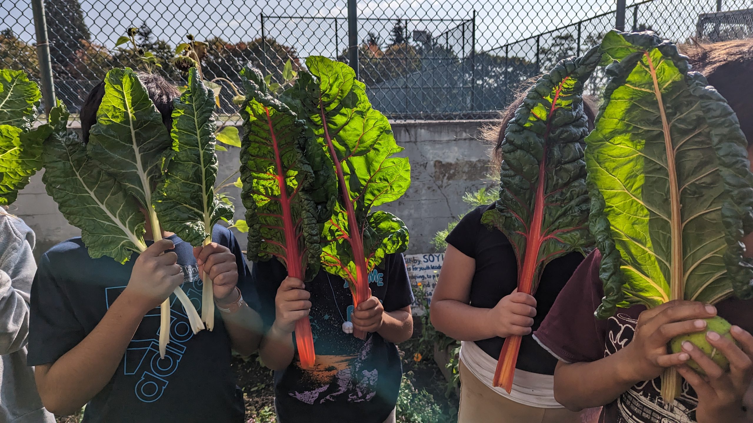 students hiding their faces behind large leaves of bright green and red swiss chard.