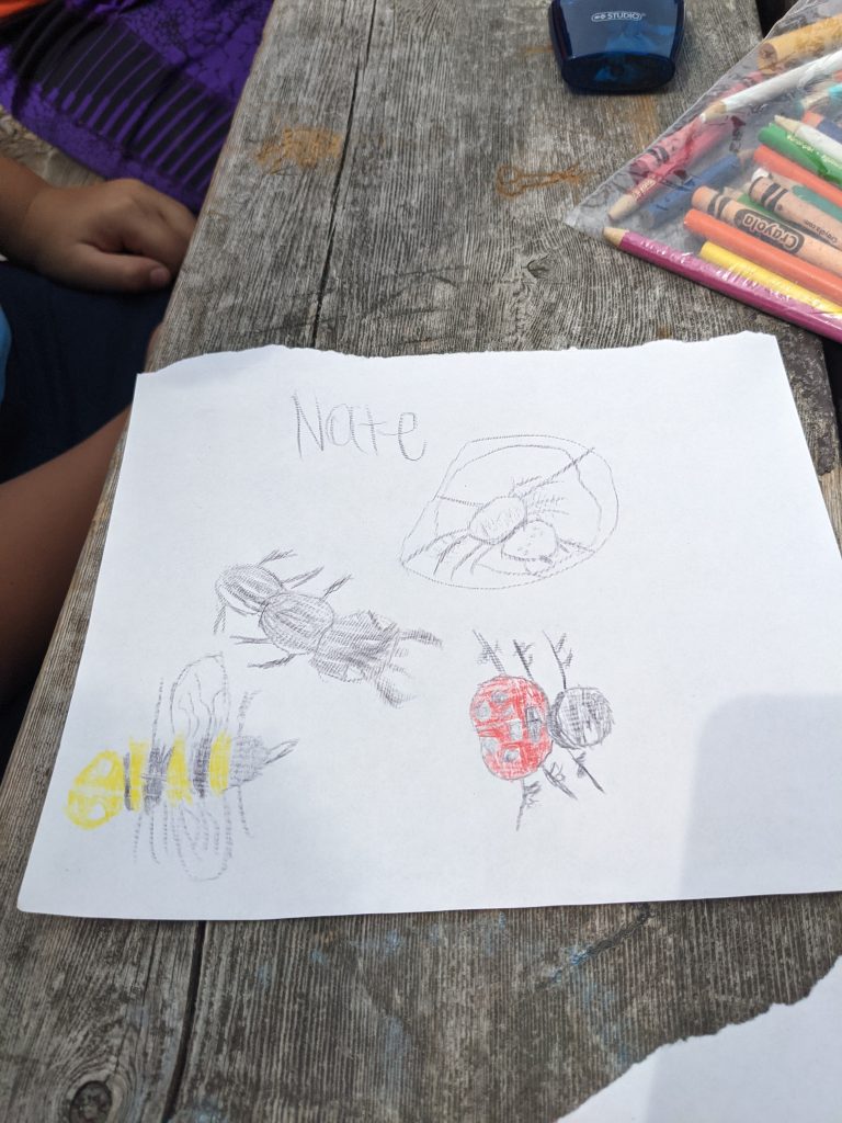 insect drawings