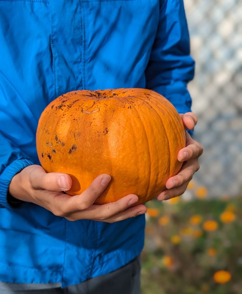 pumpkin harvest