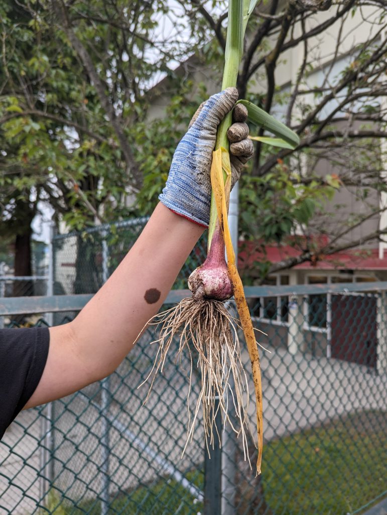 garlic harvest