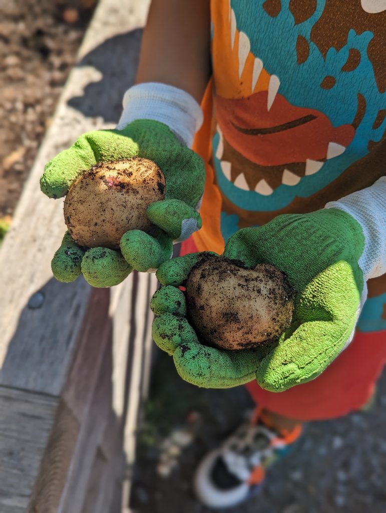 potato harvest