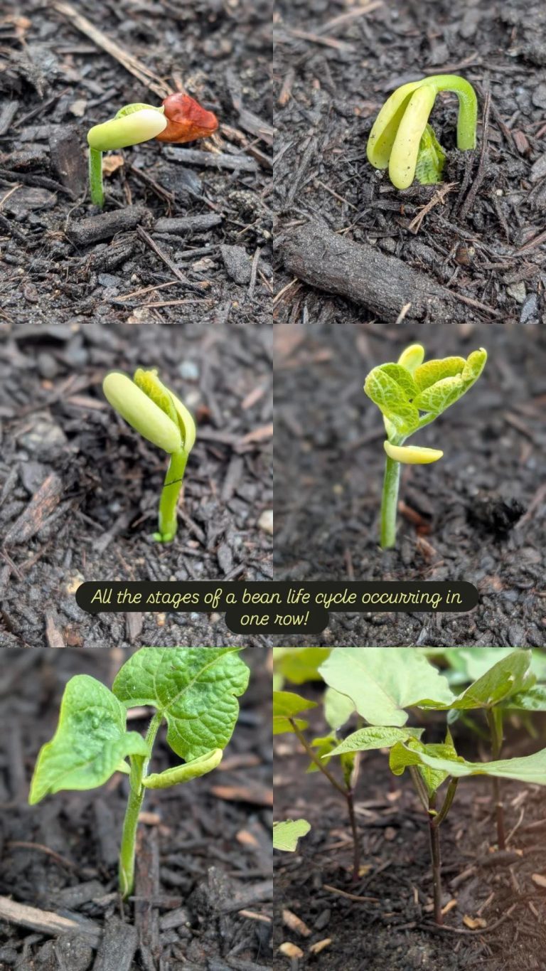 ME - bush bean life cycle in the garden