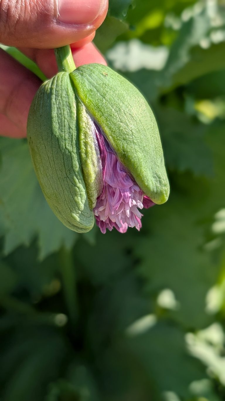 The flower bud of a poppy