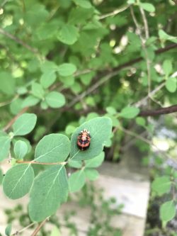 Lady beetle pupa on leaves in the school gardens.